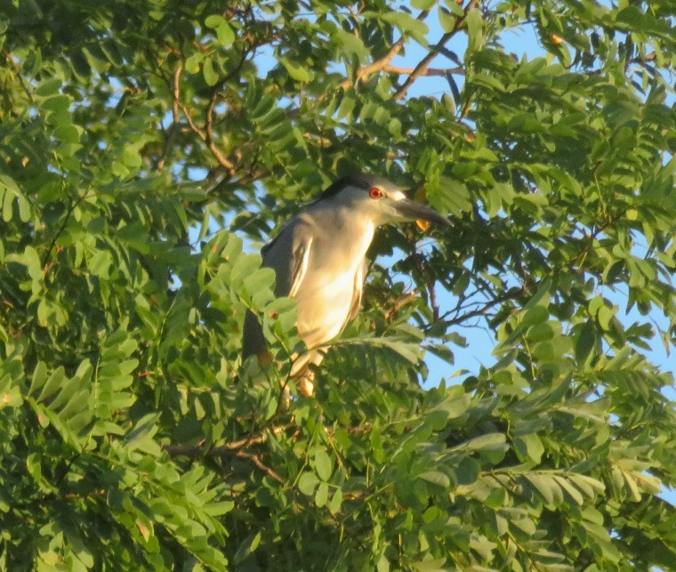 Mature BCNH in tree