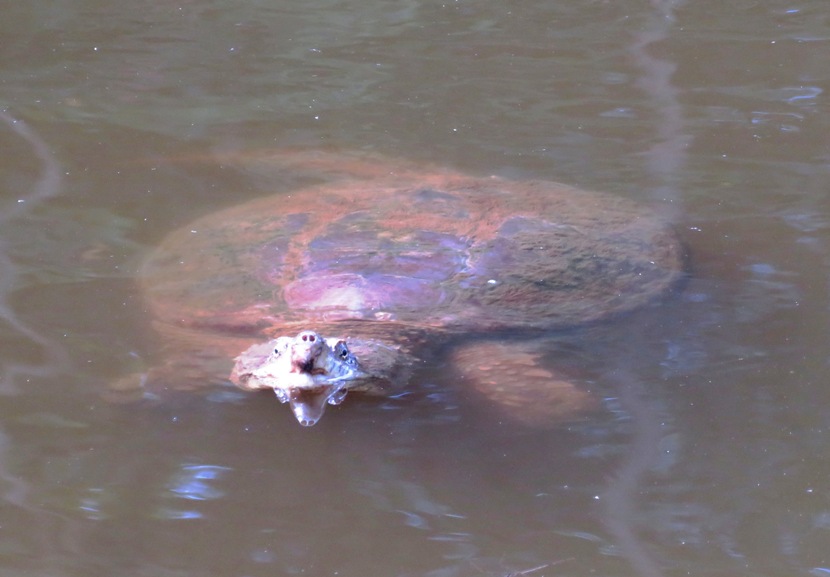 Snapping turtle