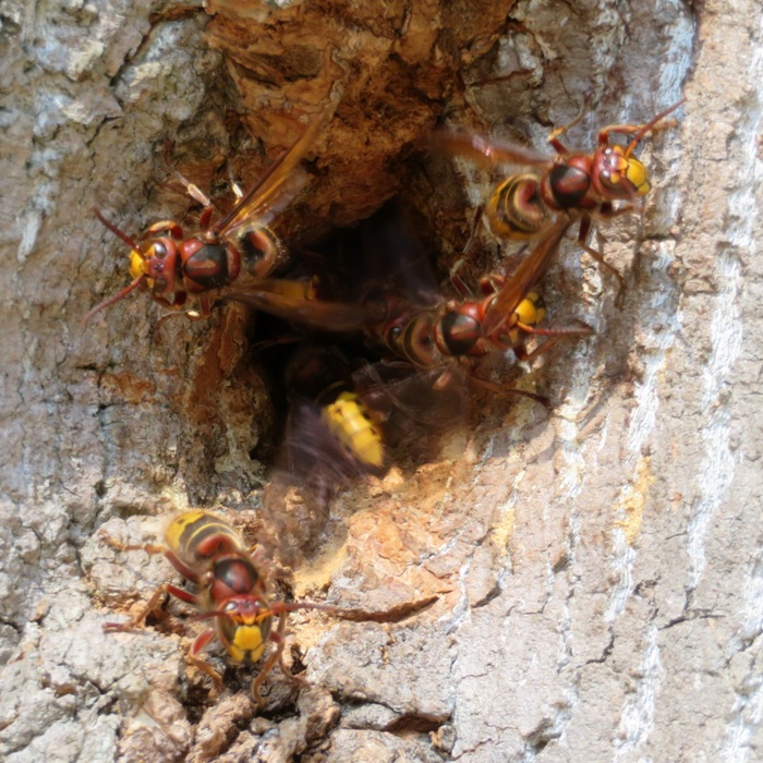 Wasp or hornet nest in a tree