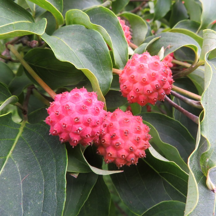 Fruit from kousa dogwood tree