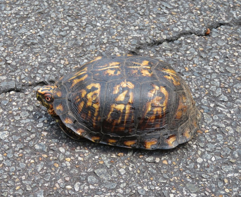 Box turtle