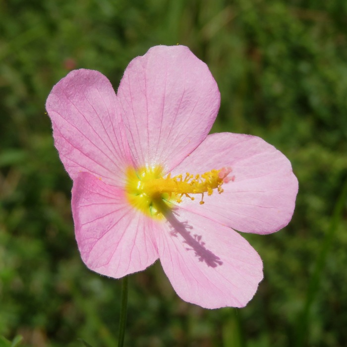 Saltmarsh mallow flower