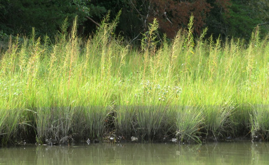 Bay grasses showing line of demarcation