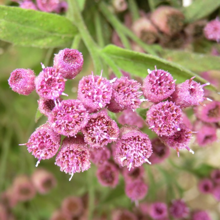 Marsh fleabane flowers