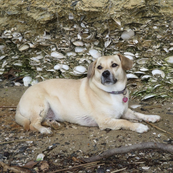 Daphne lying in front of wall of shells