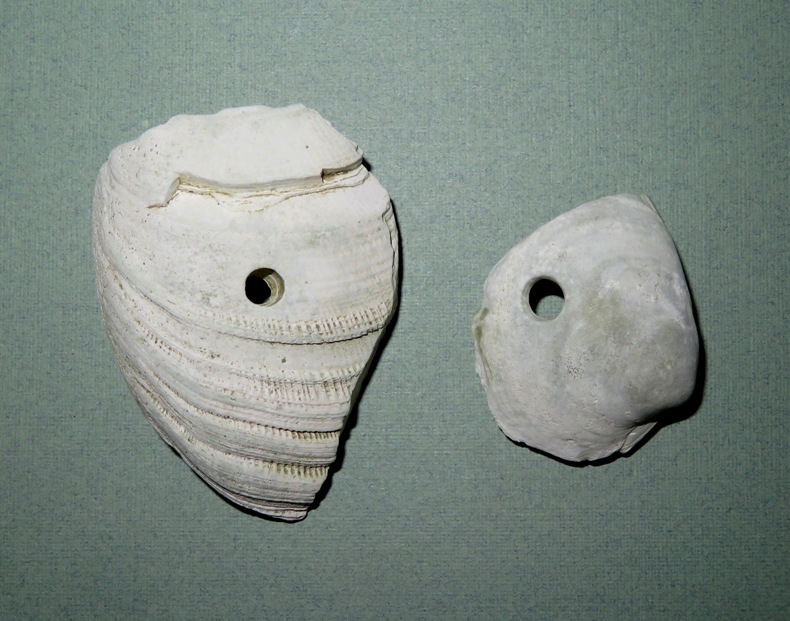 Two shells with holes in them