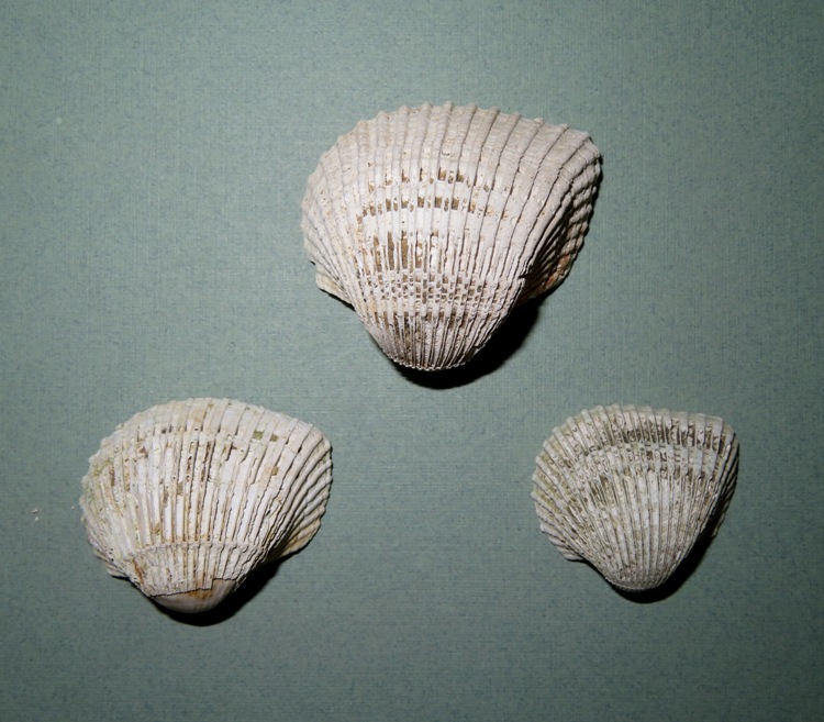 Ponderous ark shells