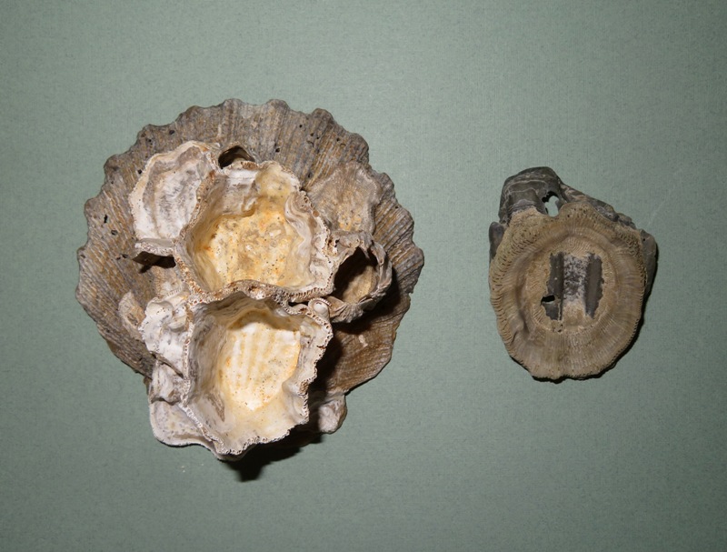 Barnacles on shell and maybe a horn coral fossil