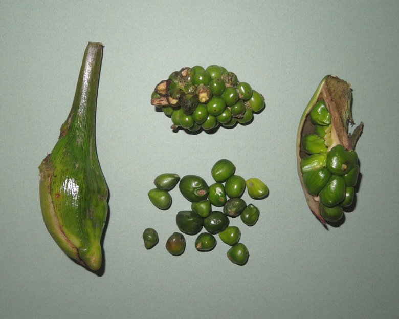 Arrow arum seeds and bulbs