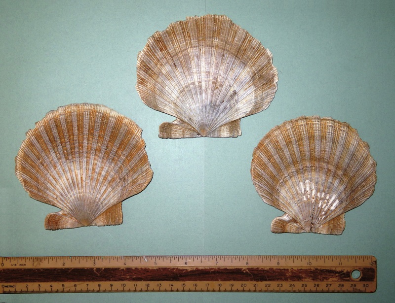 Three scallops