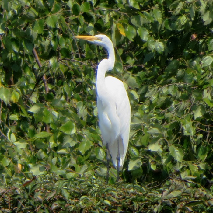 Great egret