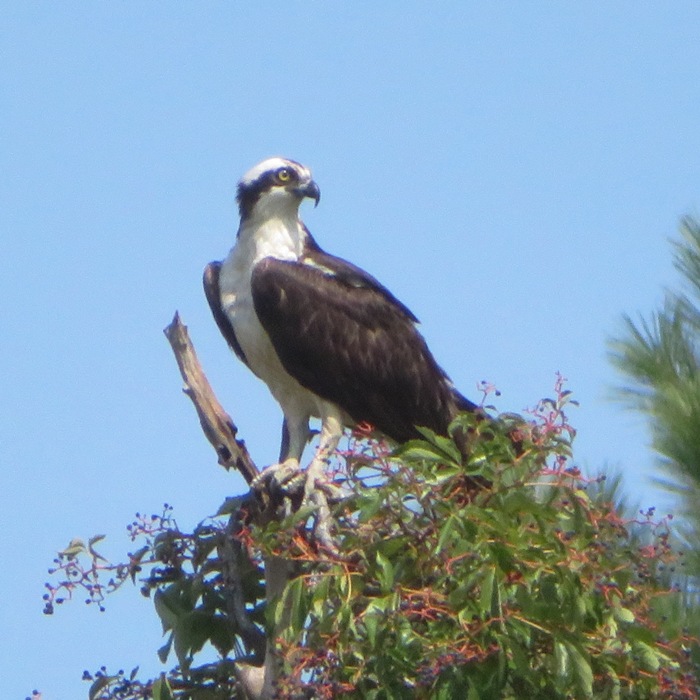 Osprey