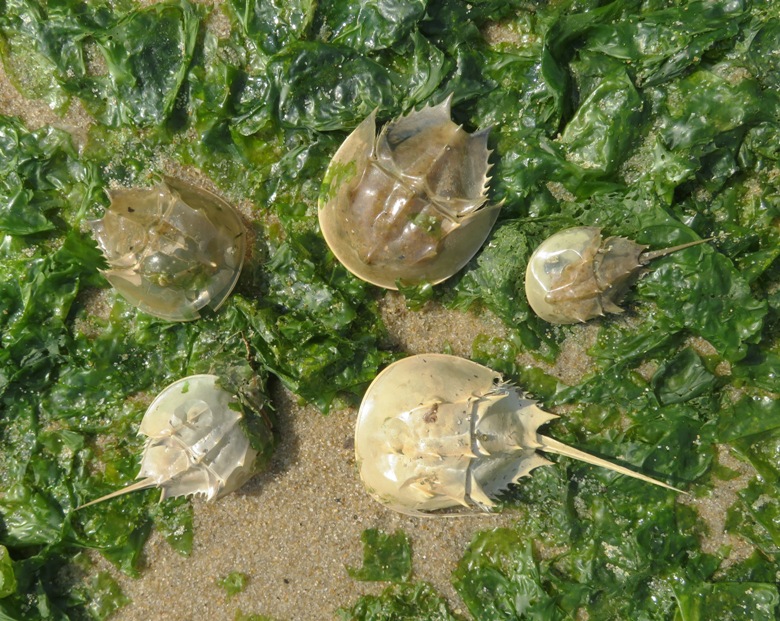 Five horseshoe crab molts