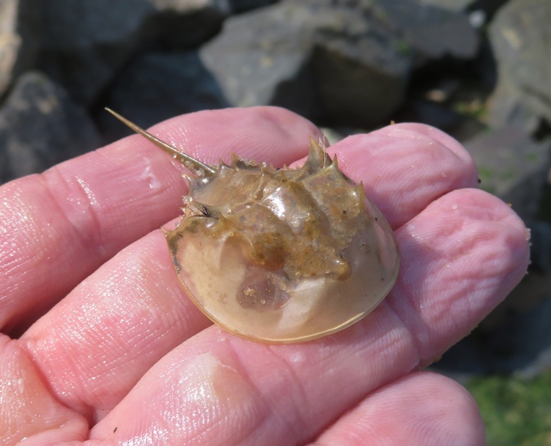 Me holding a horseshoe crab molt