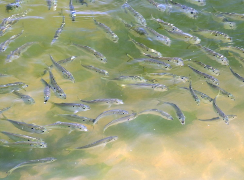 School of small fish