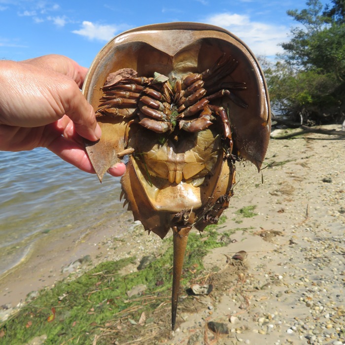 One of many dead horseshoe crabs