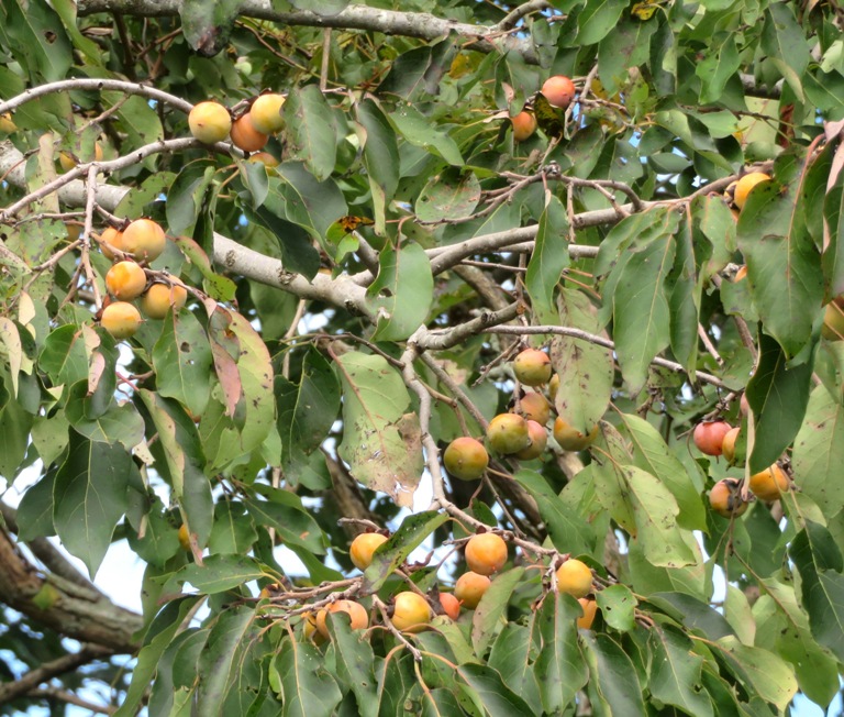 Not quite ready wild persimmons