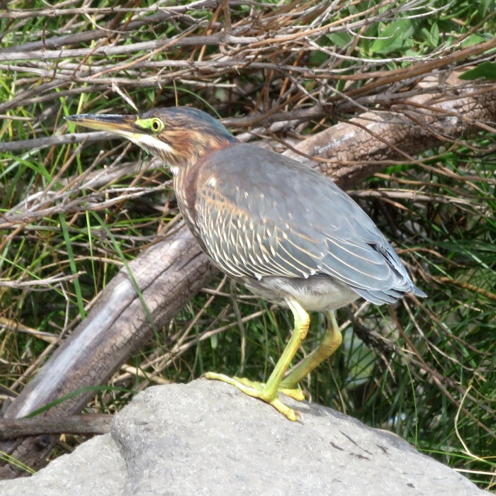 Camera-shy green heron