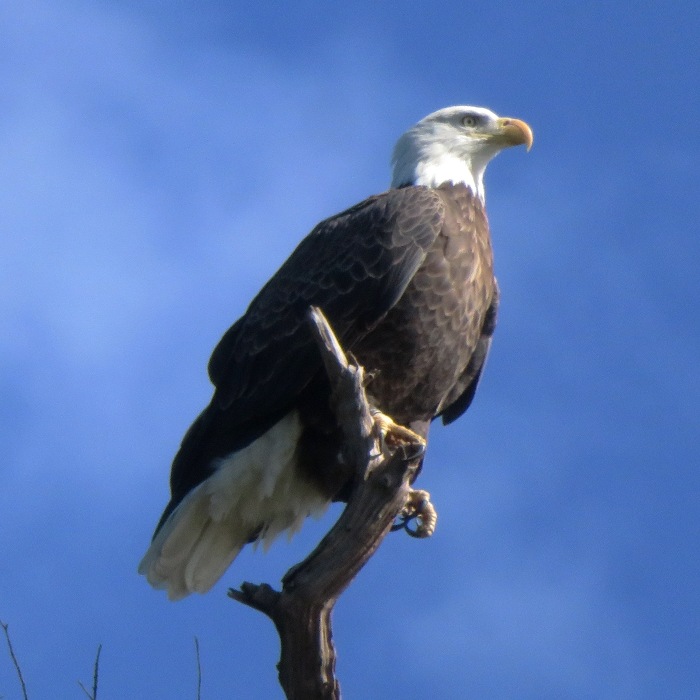 One of about five bald eagles