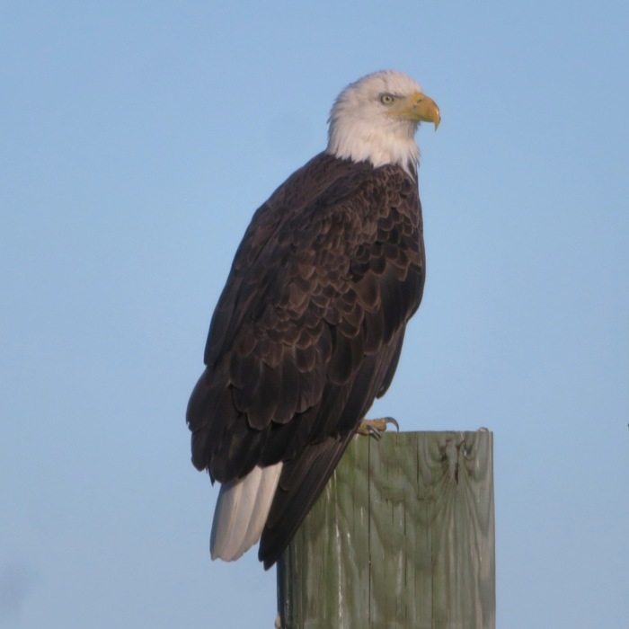 Another bald eagle in the late afternoon light