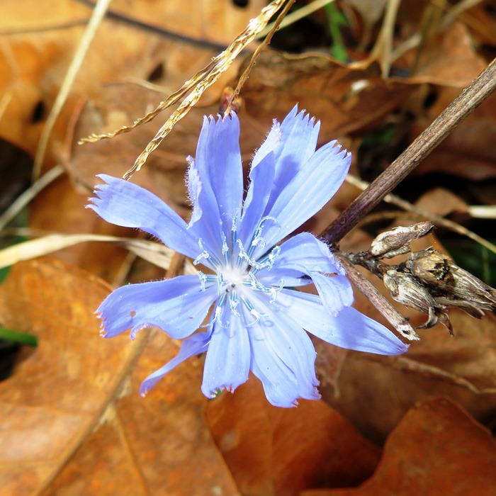 Chicory flower