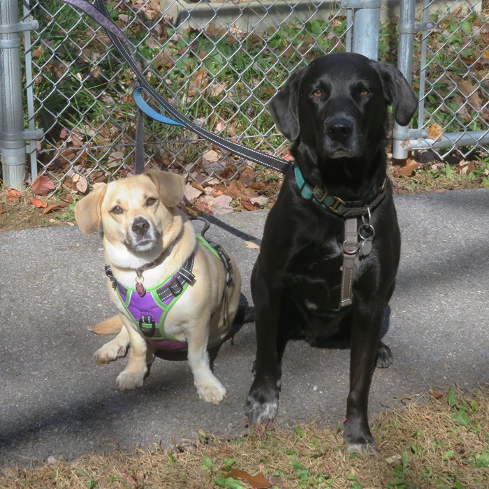 Daphne and Cassi