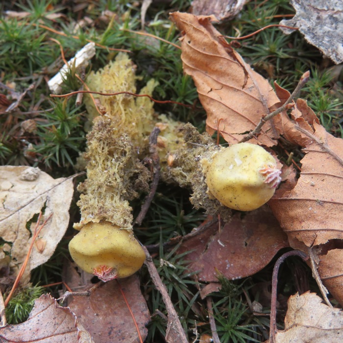 Calostoma fungus