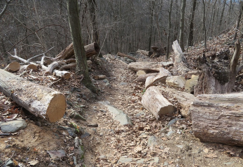 Trees that had fallen and were cut up to keep the trail clear