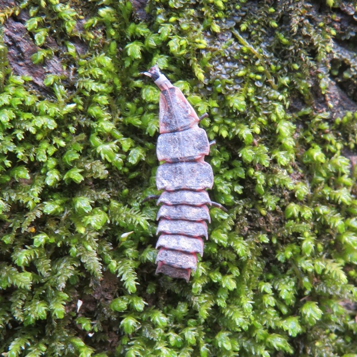 Firefly larva on moss-covered tree