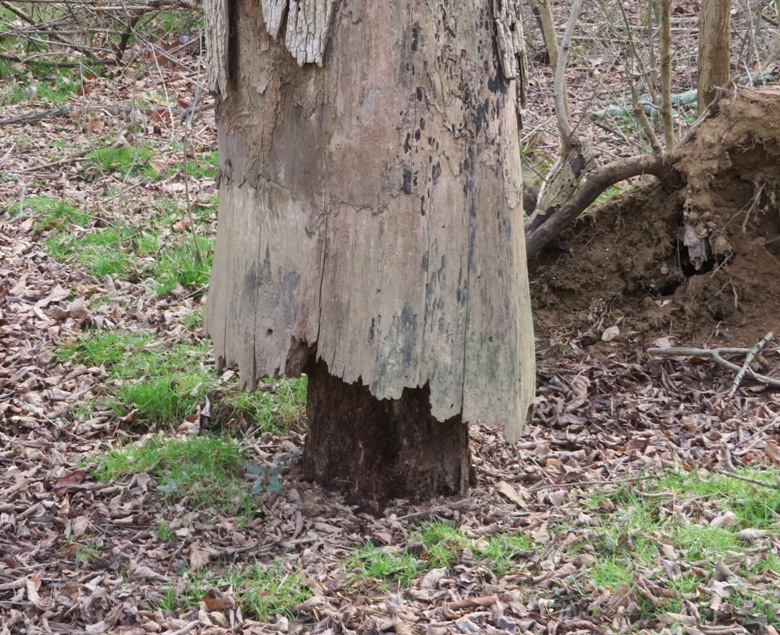 Dead tree narrow at base only