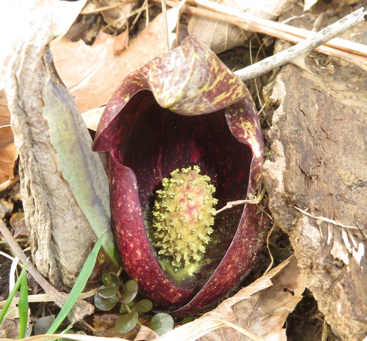 Skunk cabbage flower