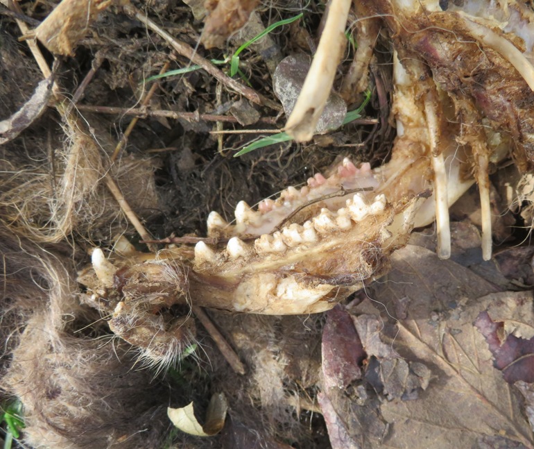 Jawbone of dead animal