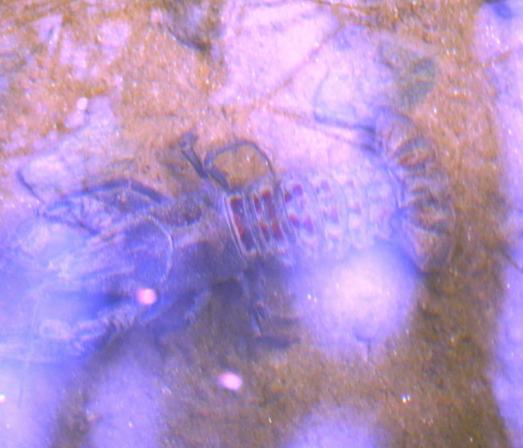 Lousy photo of big crayfish underwater