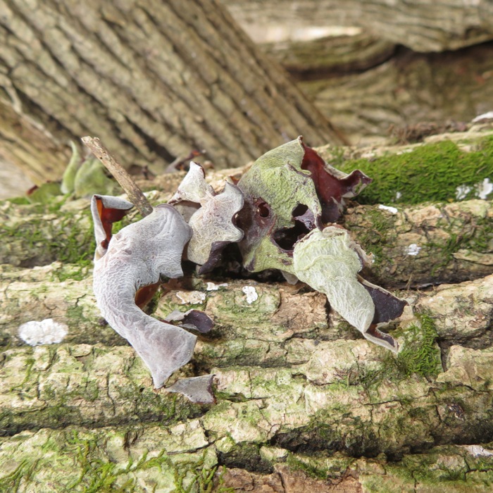 Wood ear mushrooms resembling tricerators singing karaoke