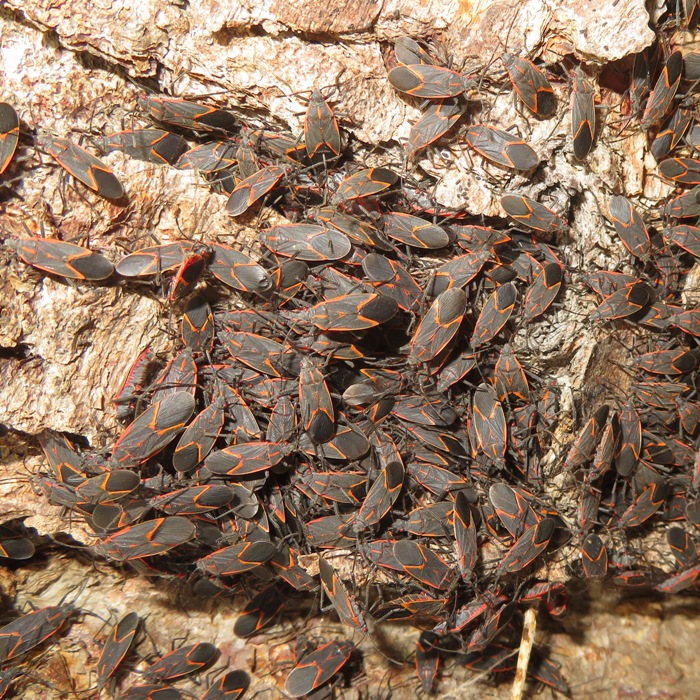 Box elder bugs on a tree