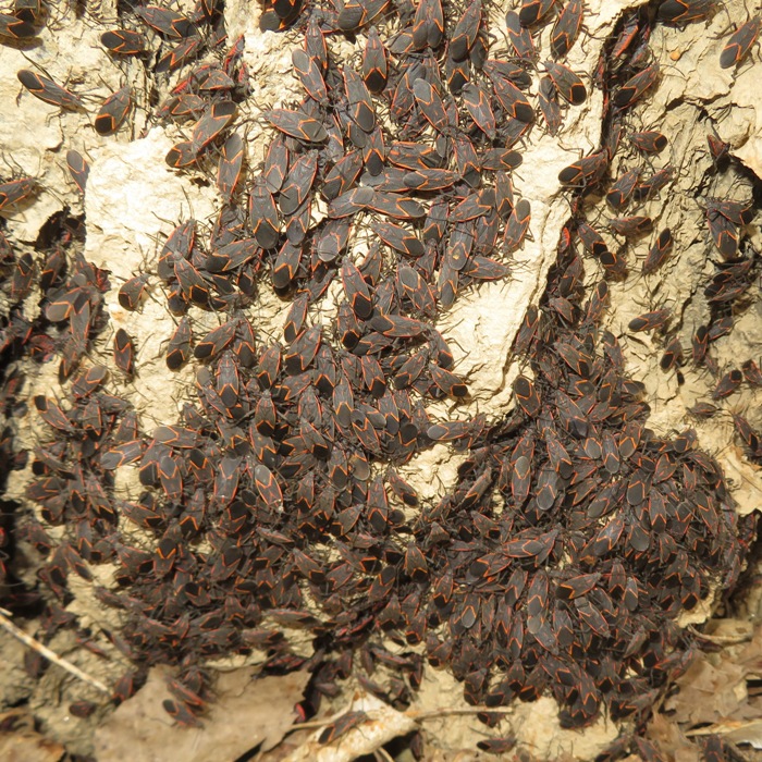 A whole boatload of box elder bugs