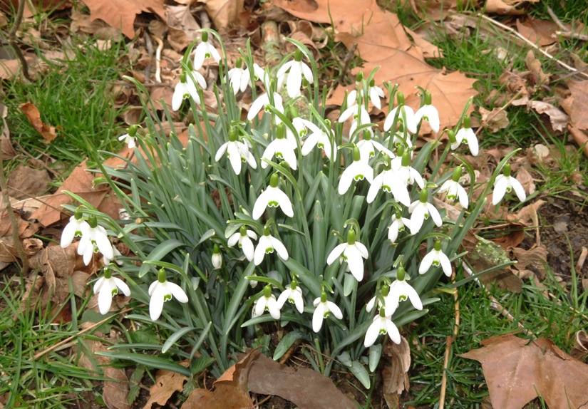 Snowdrop flowers