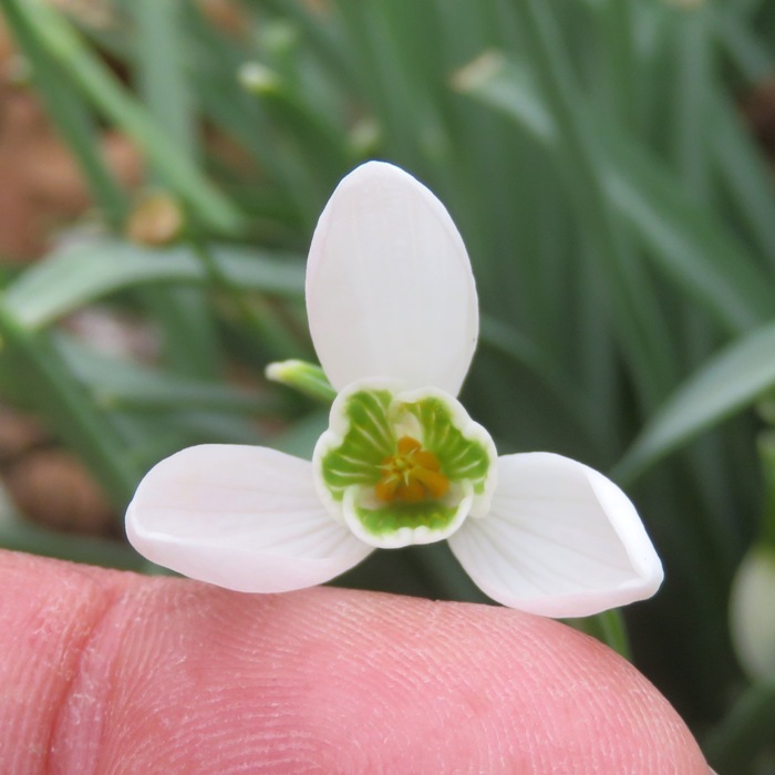 Closeup of the inside of a snowdrop flower