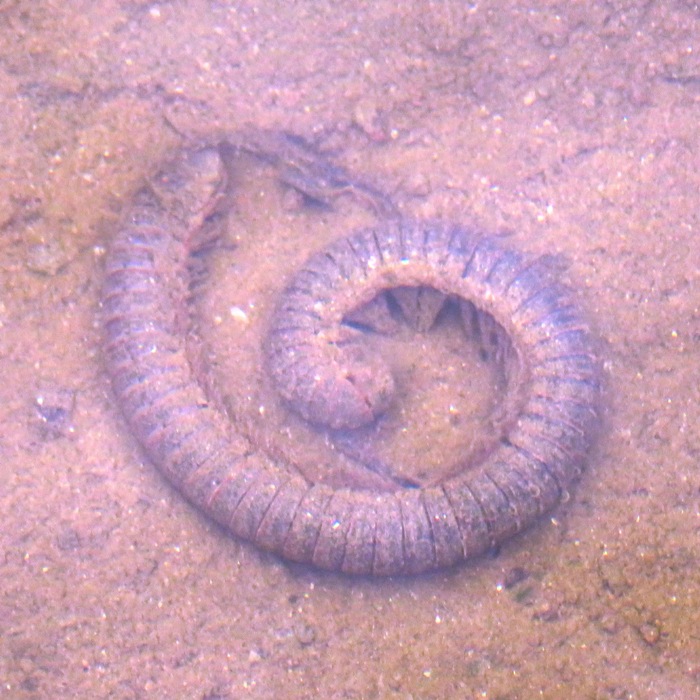 Really big dead millipede underwater