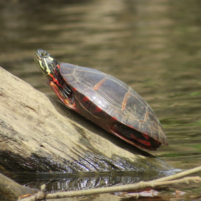 Eastern painted turtle