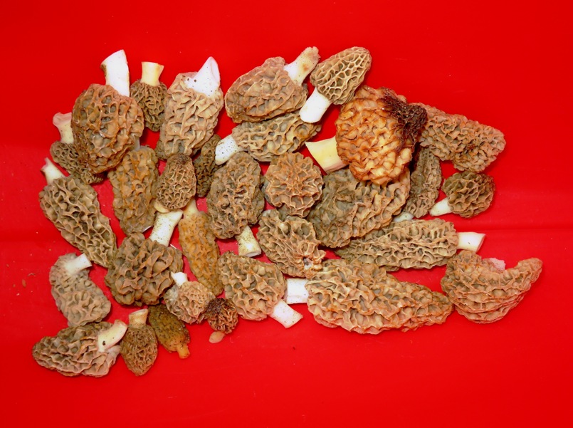 Morel mushrooms in the hatch of my kayak