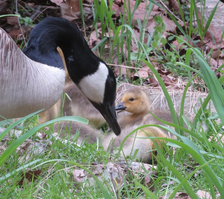 Canada goose with gosling