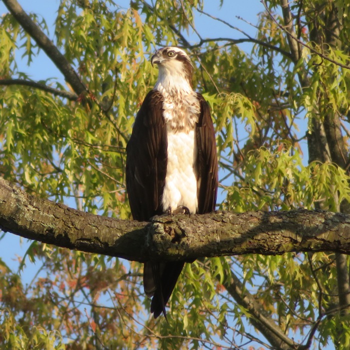 Osprey