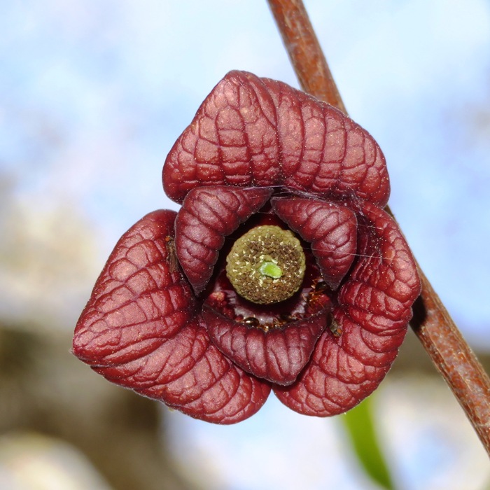 Paw paw flower