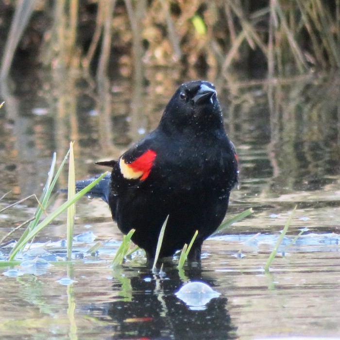 Red-winged blackbird in water