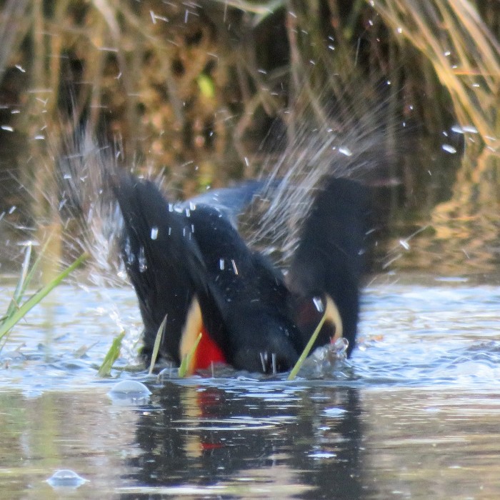 Red-winged blackbird taking a bath