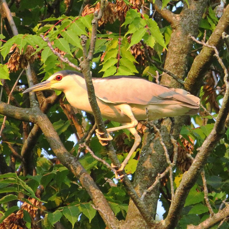 Black-crowned night heron