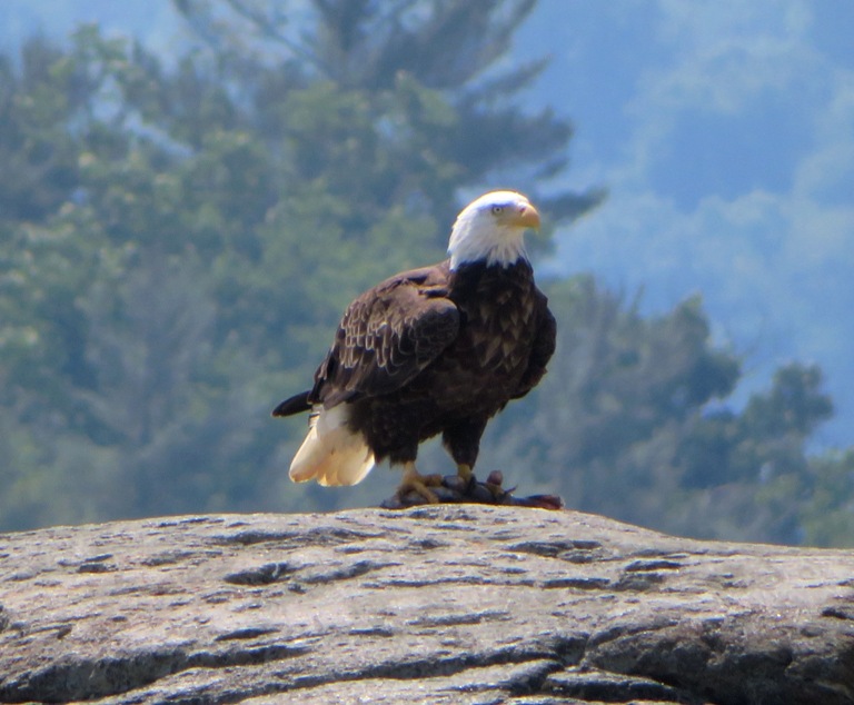 Bald eagle holding a fish on a rock