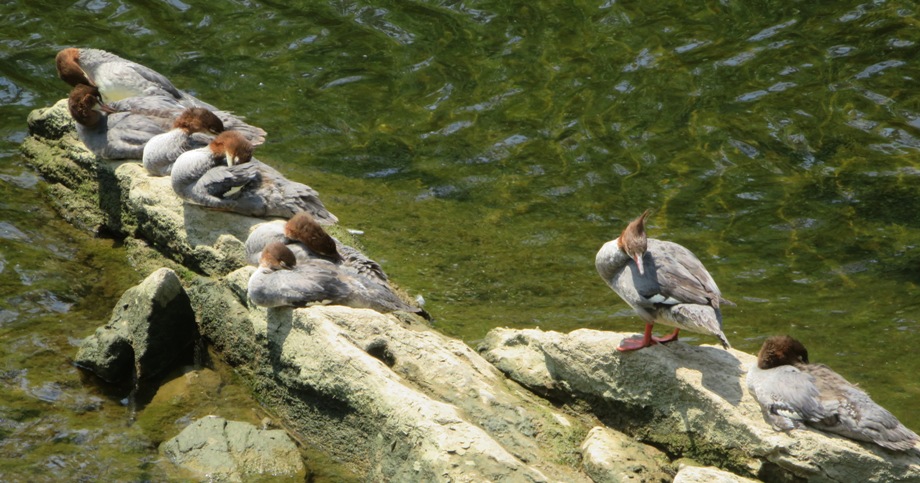 Eight common mergansers resting