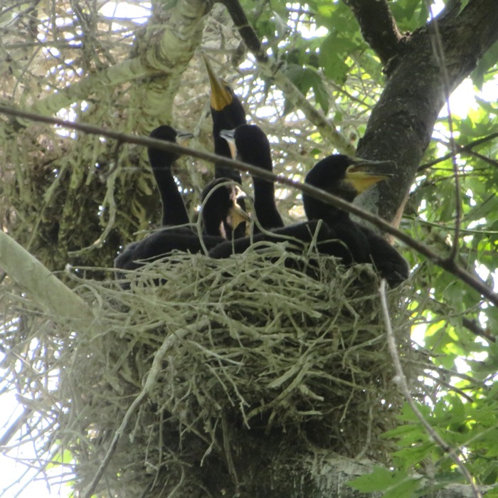 Adult cormorant feeding offspring